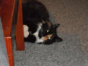 puddy