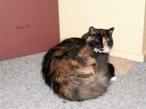 puddy