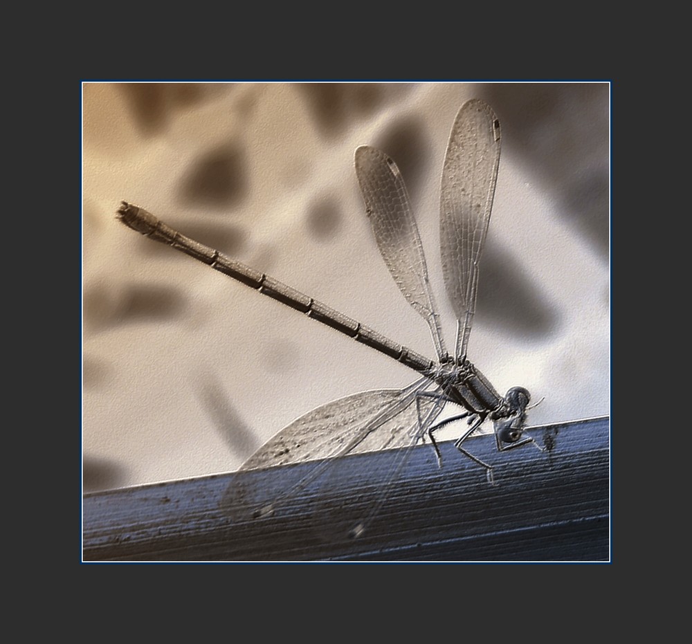 Na křídlech vážky... - http://www.photoextract.com/cs/foto/218598.html