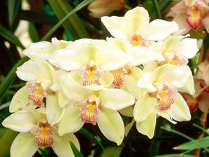 orchidea ... kyticka bude z nich