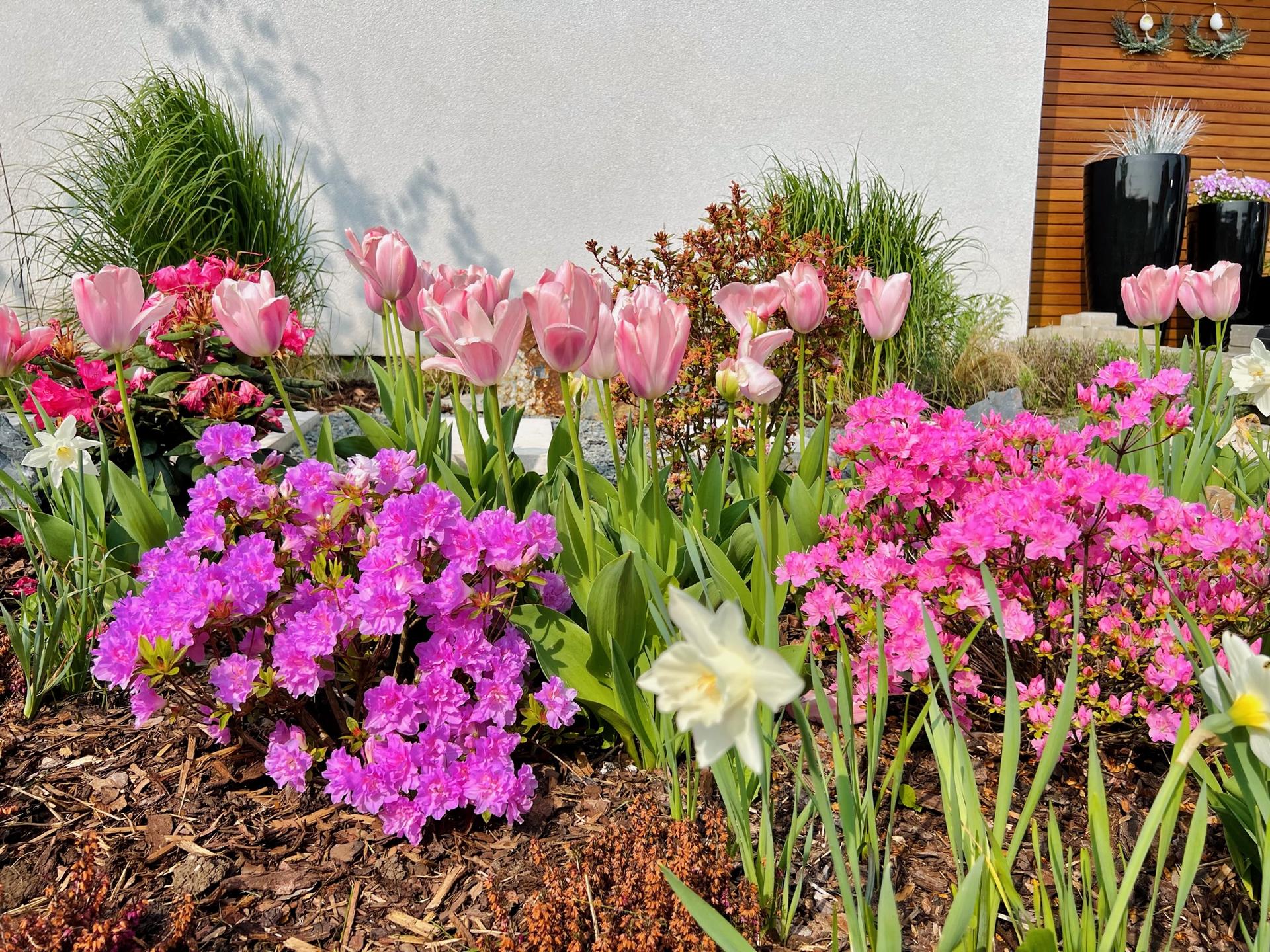 Naše L-ko 2023 - Predzahrádka - kvitnú azalky a zakrsle rhododendrony, tulipany, narcisy
