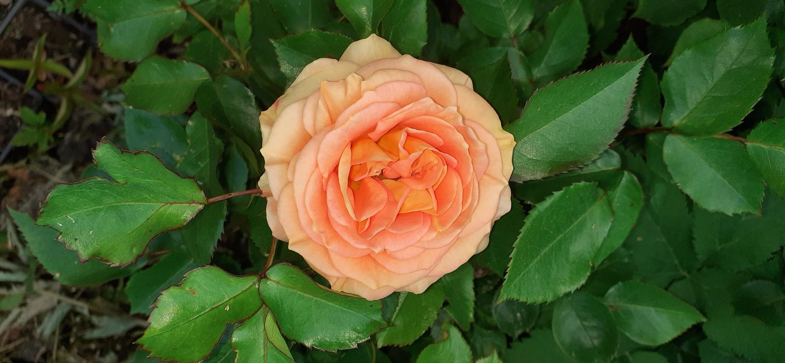 Ruža oranžová - Obrázok č. 1
