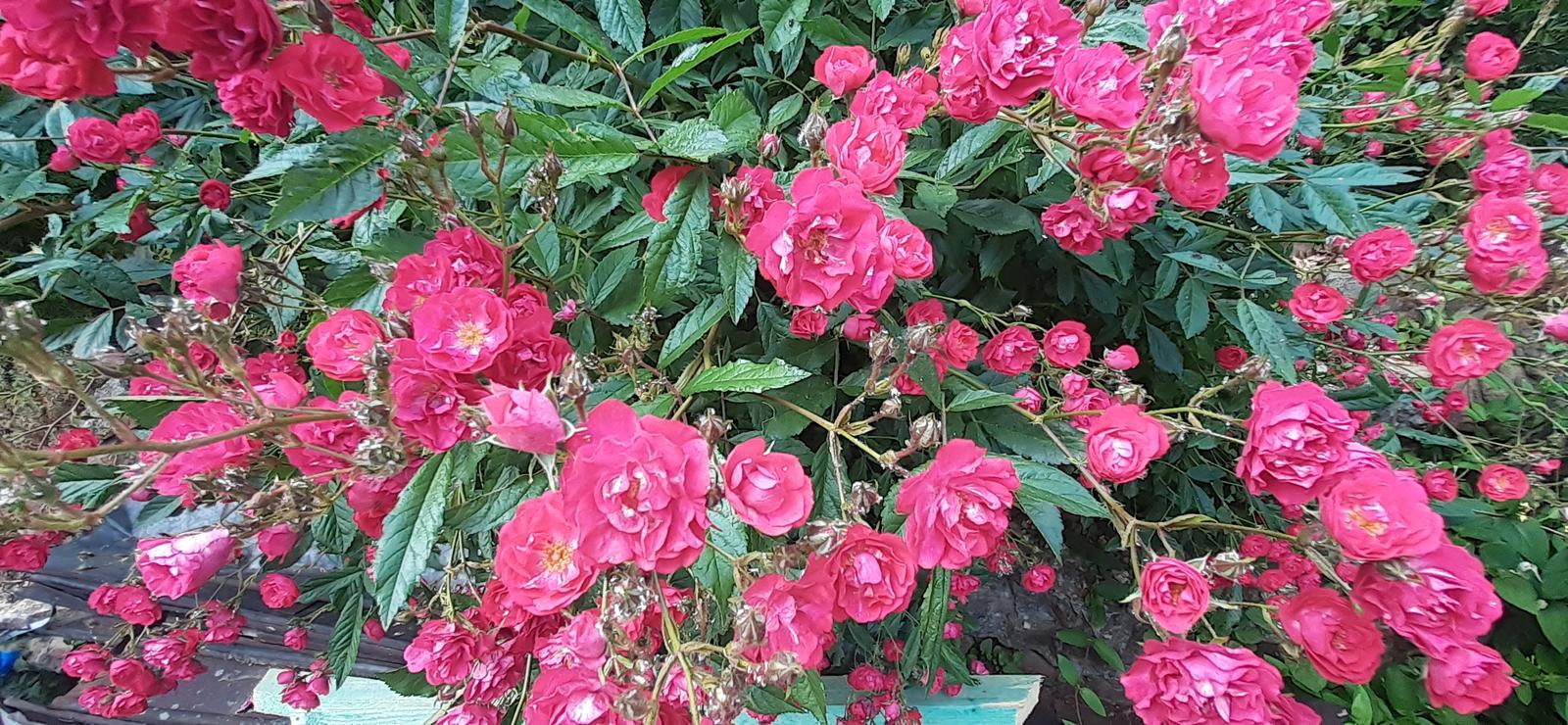 Ruža drobnokvetá - Obrázok č. 1