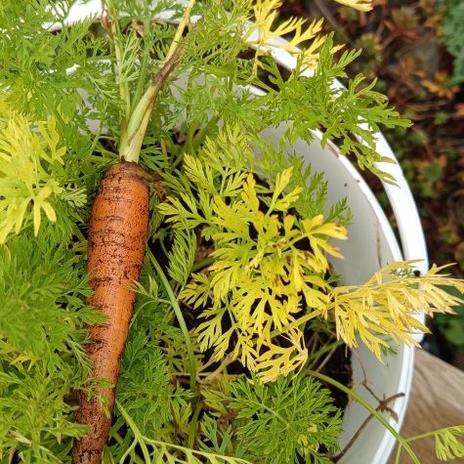 Žlutý domeček se zahrádkou 2025