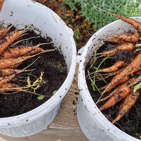 Žlutý domeček se zahrádkou 2025