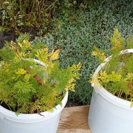 Žlutý domeček se zahrádkou 2025