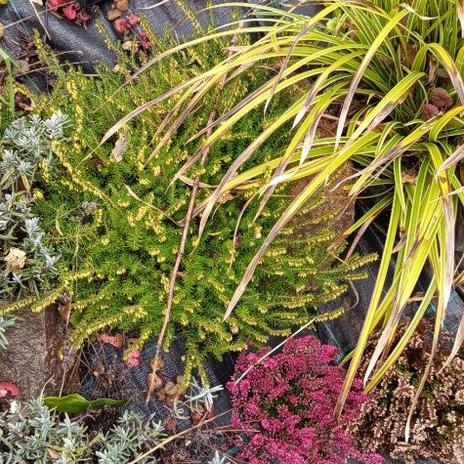 Žlutý domeček se zahrádkou 2025