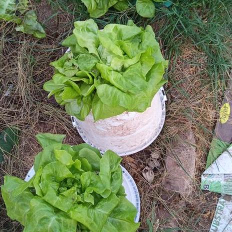 Žlutý domeček se zahrádkou 2025