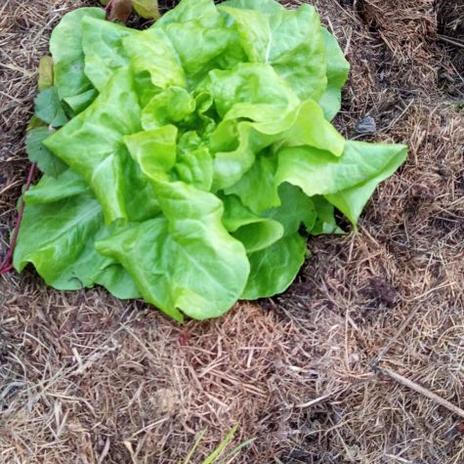 Žlutý domeček se zahrádkou 2025