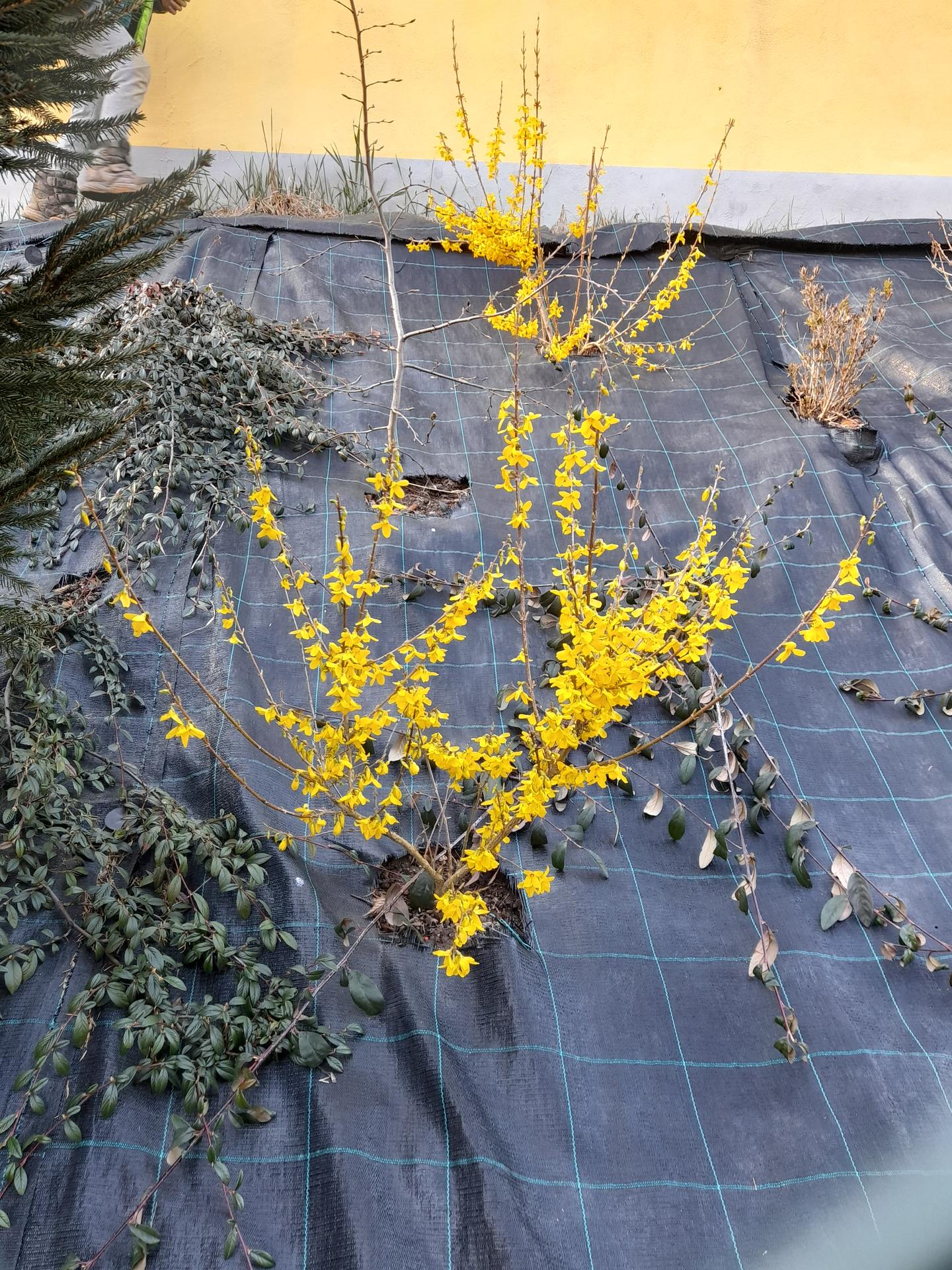 Žlutý domeček se zahrádkou 2023 - Zlatice krásně kvete
