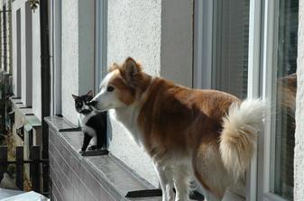 No jo, pejsáš na mě žárlí, tak se mě pořád snaží napodobovat. :-)