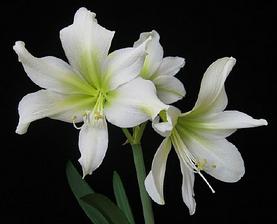 amaryllis - k vínovým kalám???