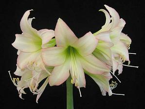 nebo tahle amaryllis - není nádherná?