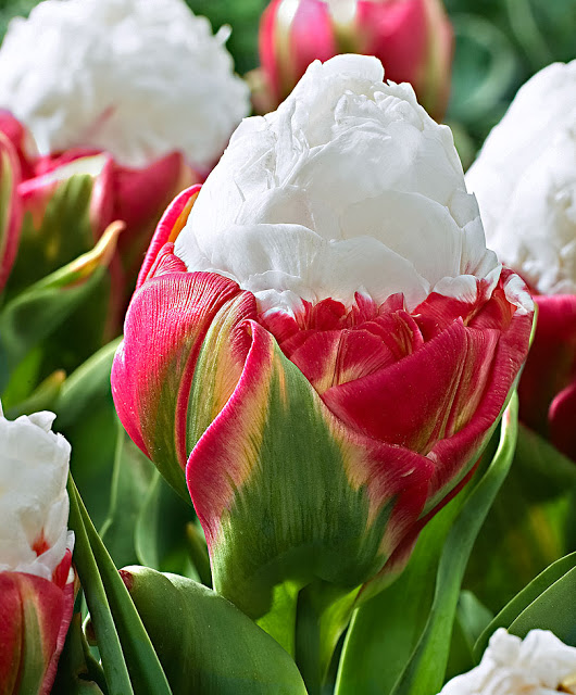 Vychytávky nejen do zahrady - nový druh tulipánu - Ice cream tulip - nádhera k sežrání :-)