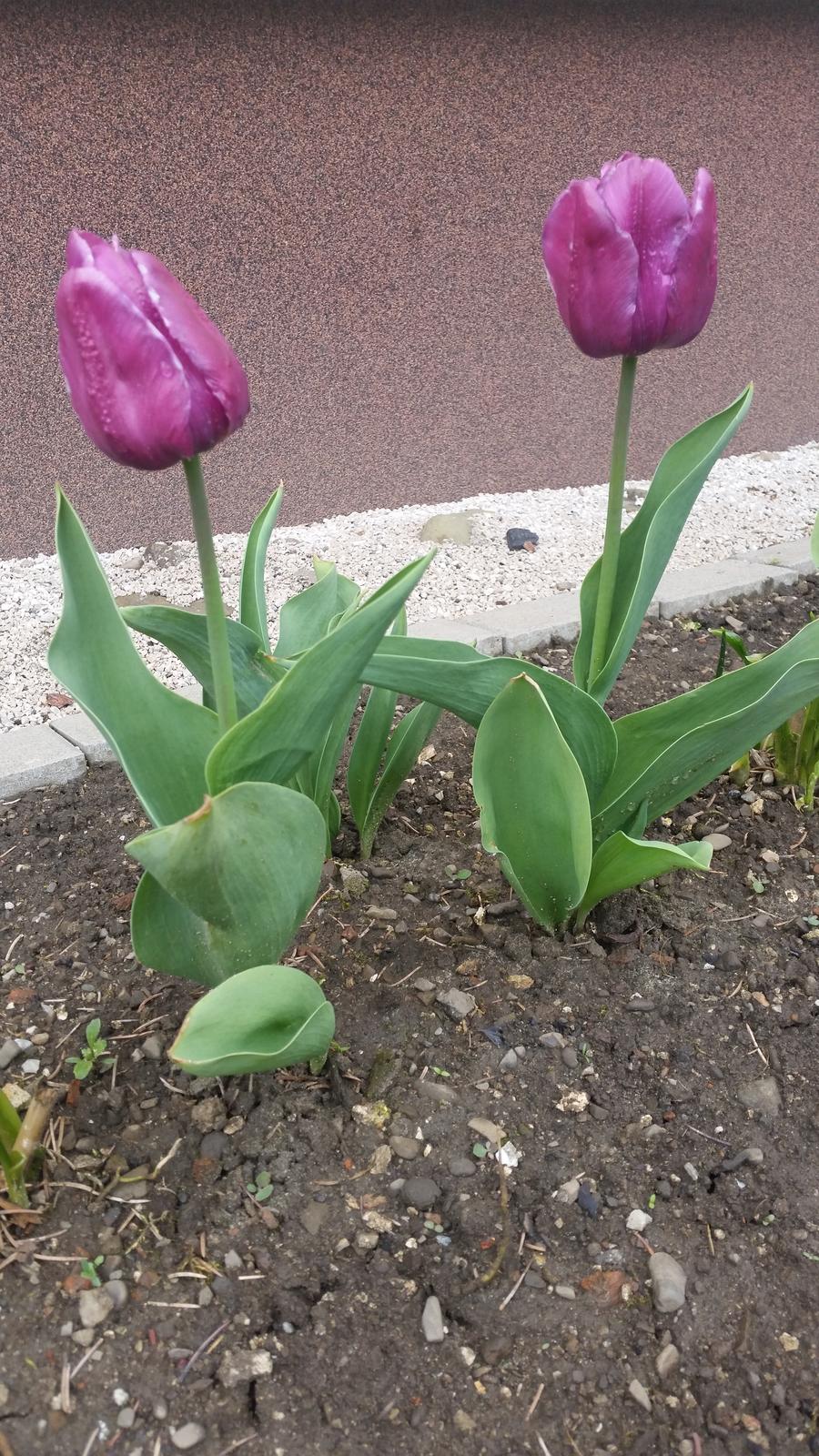 Tulipán fialový - Obrázok č. 1