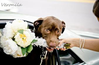 Pejsek zastupuje chief bridesmaid v drzeni kytky :)