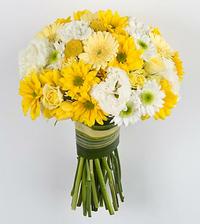 Hezka..s billy buttons.
