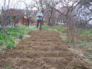 18.4.2013 Velká zahradnice! Poryla jsem panenský trávník a zasázela 8 kg brambor. Zatím je to provizorně kolem stromů a keřů křivé, příští rok už to tolik neodflákneme.
