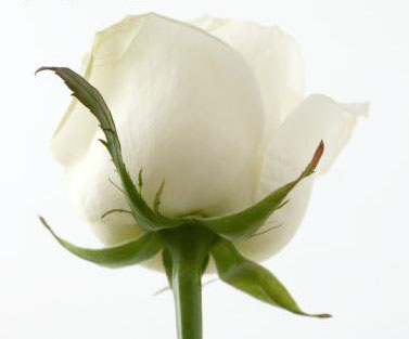 KRÁSNÉ OBRÁZKY NA SVATEBNÍ OZNÁMENÍ - bílá růže