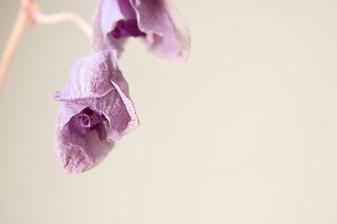 na objednávku pro milovnici orchideí