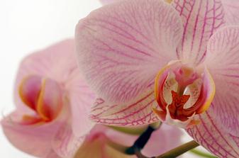 na objednávku pro milovnici orchideí III.