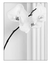 na objednávku pro milovnici orchideí IV.