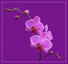 na objednávku pro milovnici orchideí na objednávku pro milovnici orchideí V.