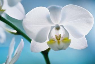 na objednávku pro milovnici orchideí VI.