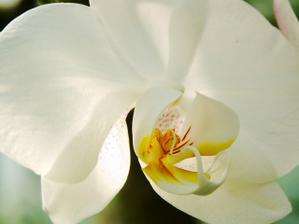 na objednávku pro milovnici orchideí VII.