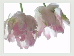 Pink :-)