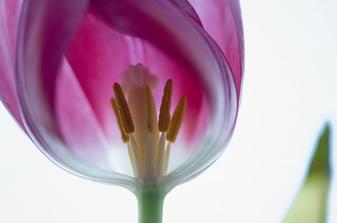Tulipán
