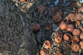 tohto roku nie jelene, ale drozdy a škorce majú hostinu