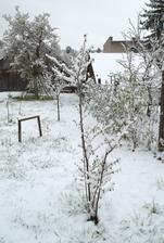 hádam to nepomrzne všetko ako vlani, našťastie zo stromov u nás ešte nič nekvitne, len pučí ...