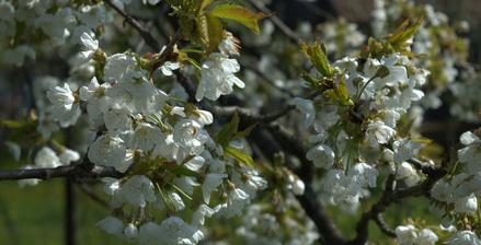 staručká čerešňa - zakvitnutá ako nevesta, žiaľ bolo veľmi chladno a bude slabá úroda, nemal kto opeliť :-(