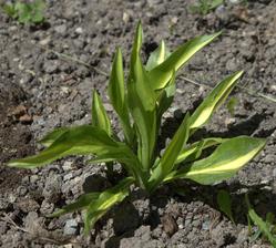 nový prírastok - hosta Cherry Berry, mala by mať červené stonky a fialové kvety, ale asi až o rok