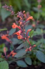 tohtoročný prírastok, agastache Kudos Mandarin