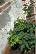 pozdĺž múra máme muškáty, asi by sa im aj darilo, keby ich psica x krát denne nevykydla keď sa tam vyvaľuje, mini paradky som nemala kam dať