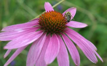 liečivá echinacea - nepáči sa jej sucho