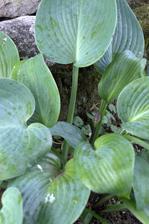 nádherná hosta s modrými listami