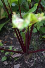obyčajná cvikla - detroit dark red (z bio-eko-logic)