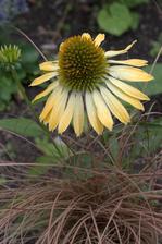 echinacea s trávou
