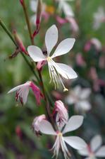 jemná biela gaura