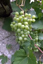krásne hrozno - je obsypané, ešte mu chýba sieť proti vtákom, tohto roku zožerú čo nájdu. dokonca čerešne, čo nám každý rok padajú zhnité na hlavu, nenechali ani jednu.