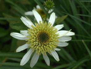 limetková echinacea - je žlto biela