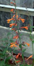 agastache apricot sprite narástlo na cca 120 cm!