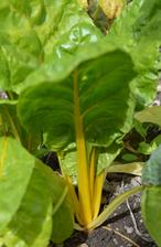 mangoldy len žlté (five color silverbeet - z bio-eko-logic), červené a biele akosi nevzišli ....