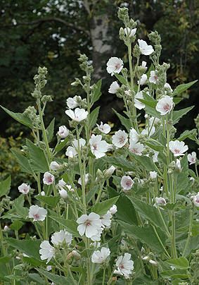 LIEČIVKY (semená) - Ibiš lekársky (Althaea officinalis) - Obrázok č. 2