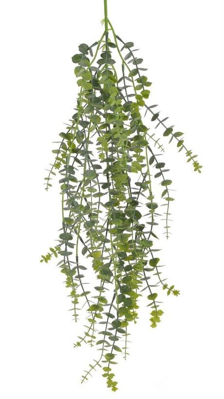 převyslý eucalyptus - Obrázek č. 1