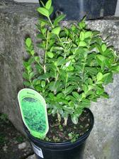 můj buxus na voničky... spíše symbolicky, protože na všechny by stejně nevystačil :o)