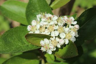 aronia